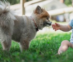 perro y bebe